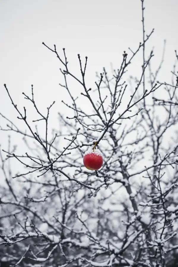 雪落青果园 电影封面